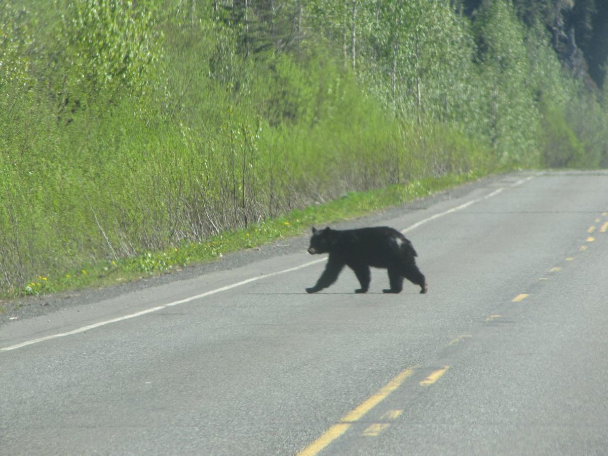 Bear Valley Guesthouse Stewart エクステリア 写真